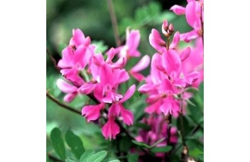 Indigofera (Indigotier)