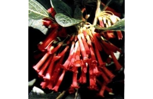 Iochroma (Iochrome)