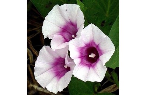 Ipomoea (Ipomées & Patate douce) 