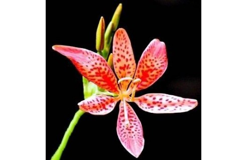 Iris tigré (Belamcanda)