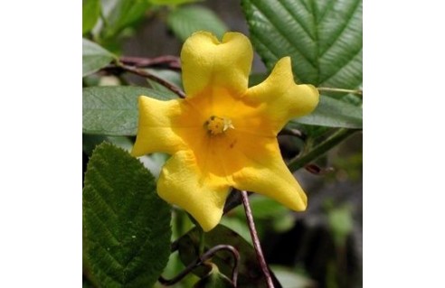 Jasmin Caroline (Gelsemium)