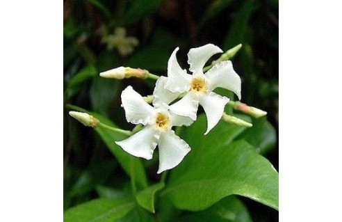 Jasmin étoilé (Trachelospermum)