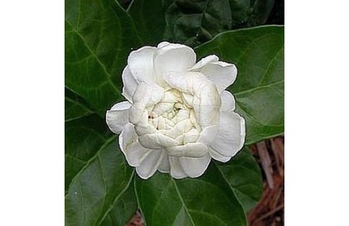 Jasminum (Jasmin)