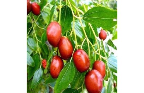 jujubier, jujube (Zizyphus)