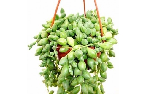Kleinia (Séneçon de Rowley, Collier de perles, Kleinia à groseilles) 