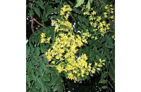 Koelreuteria (Savonnier)