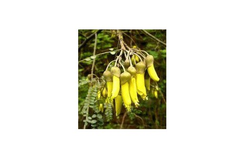 Kowhai