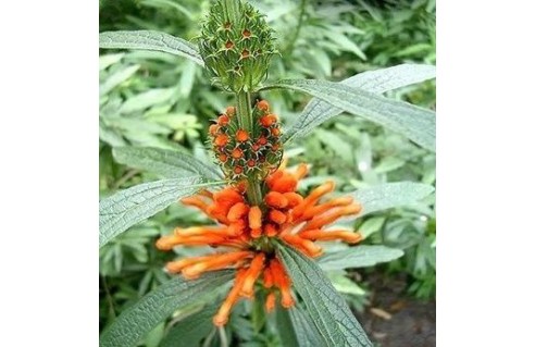 Leonotis (Queue de lion)