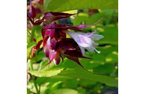 Leycesteria (Arbre aux faisans) 