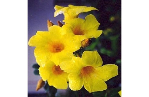 Liane à lait (Allamanda)