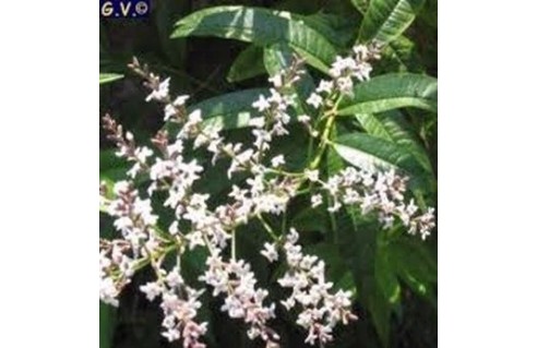Lippia (Verveine citronnelle)