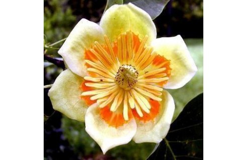Liriodendron (Tulipier de Virginie)