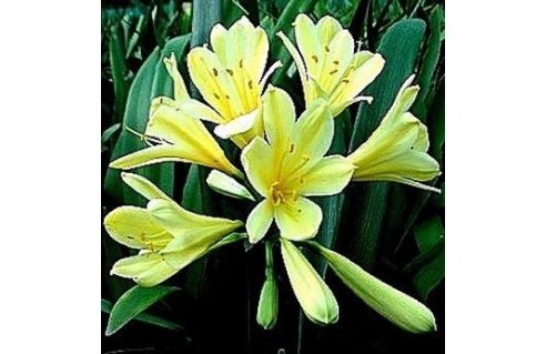 Lis de St-Joseph, Clivie, (Clivia)