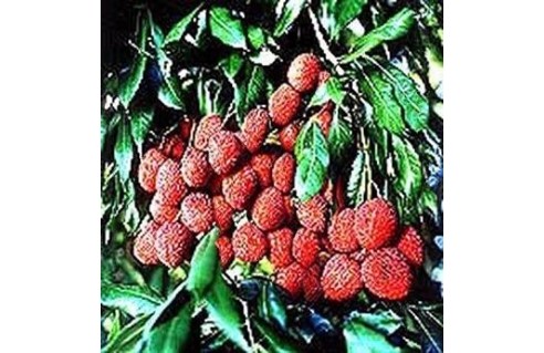 Litchi
