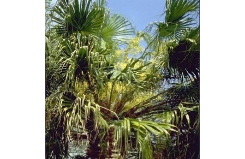 Livistona (Palmier éventail) 