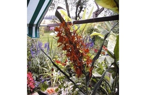 Longose (Hedychium)