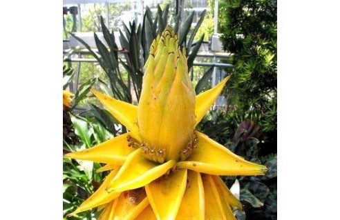 Lotus d'Or (Musella)