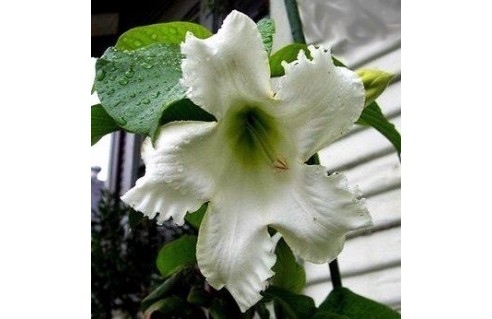 Lys Bois (Beaumontia)