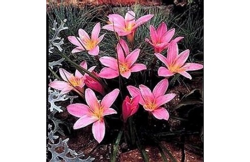 Lys Zéphyr (Zephyranthes)