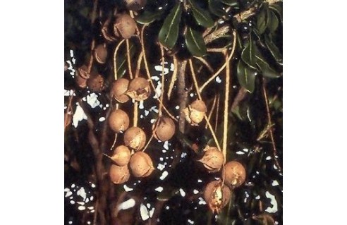 Macadamia (Noix de Macadamia)