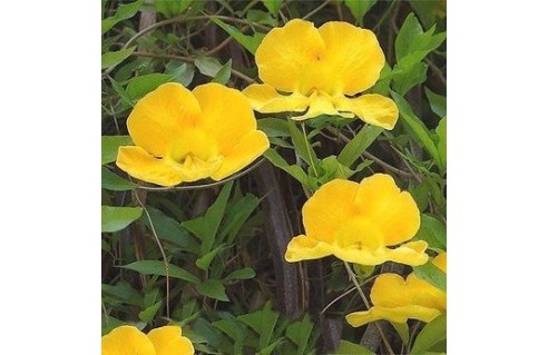 Macfadyena [syn. Doxantha] (Griffe à chat) 