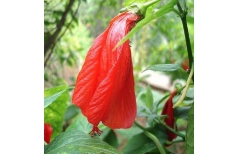 Malvaviscus (Malvaviscus)