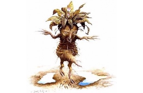 Mandragora (Mandragore)