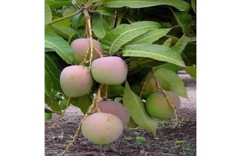 Mangue, Manguier (Mangifera)