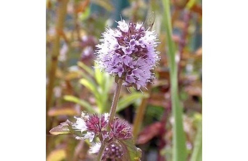 Mentha (Menthe)