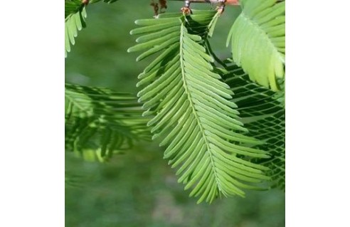 Metasequoia (Séquoïa de Chine, Métaséquoia) 
