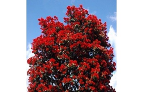 Metrosideros (Arbre de fer)