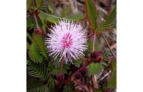 Mimosa (Sensitive)
