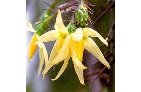 Morelle de Rantonnet (Solanum)