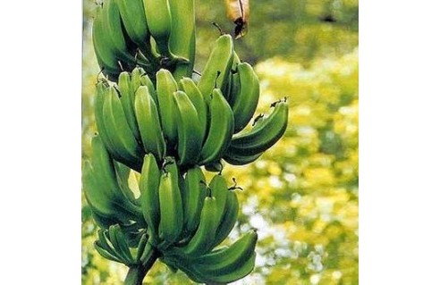 Musa (Bananiers)