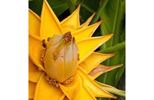 Musella (Lotus d'or) 