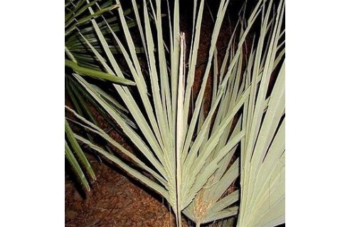 Nannorrhops (Palmier Mazari)
