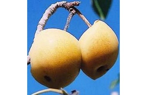 Nashi, Poirier du Japon (Pyrus)