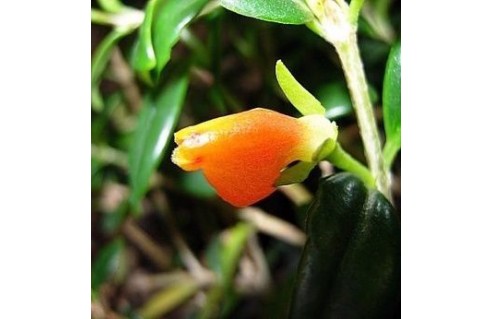 Nematanthus (Plante aux poissons rouges)