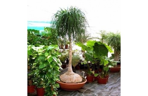 Nolina (Beaucarnea)