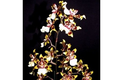 Odontoglossum hybride (Cambria) 