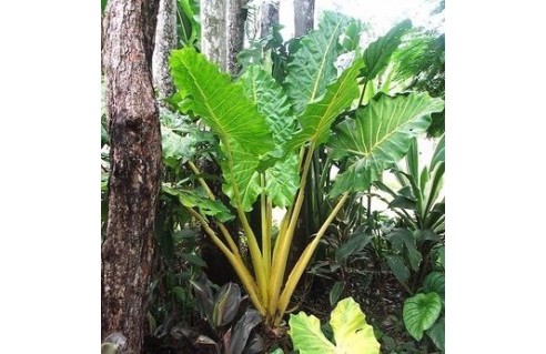 Oreille d'éléphant (Alocasia)