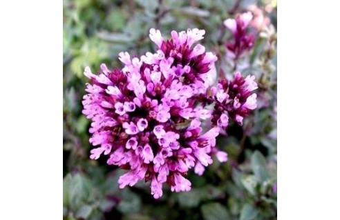 Origanum (Origan)