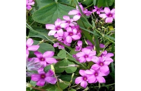Oxalis