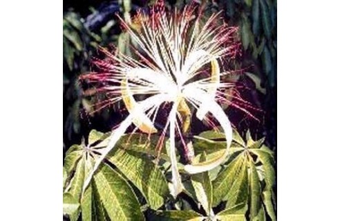 Pachira (Châtaignier de Guyane, faux baobab) 