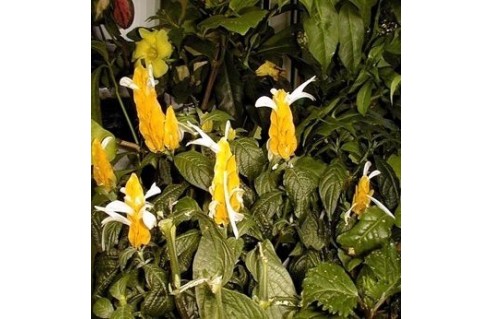 Pachystachys (Plumet d'officier - Panache d'officier - Chandelle)