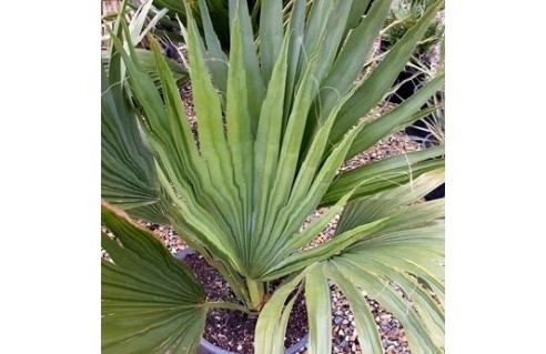 Palmetto (Sabal)