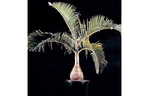 Palmier bouteille, Arbre bouteille (Hyophorbe)