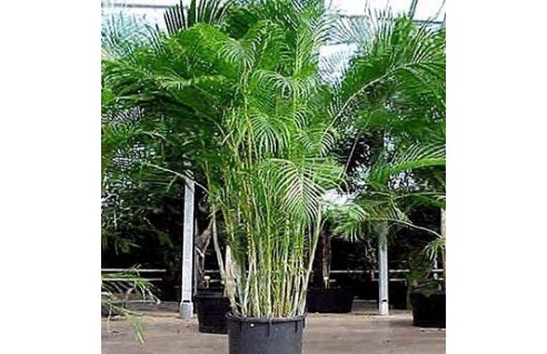 Palmier d'Arec (Chrysalidocarpus)