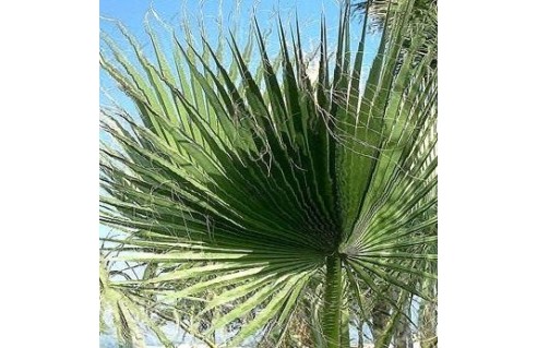 Palmier éventail (Washingtonia)