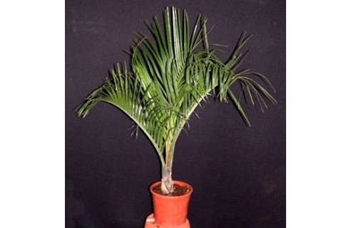 Palmier trièdre (Dypsis)